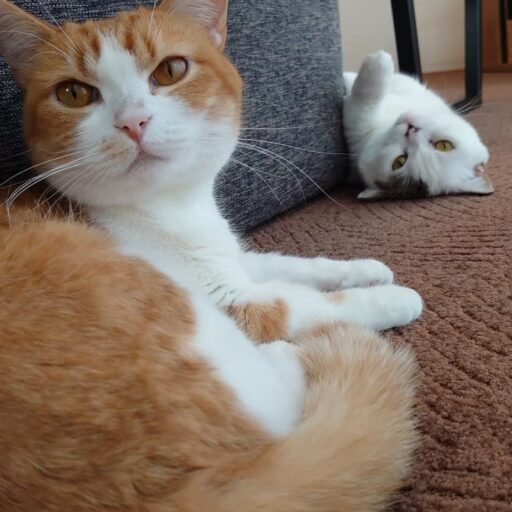 Momo＆Gin